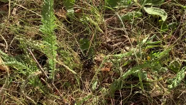 Las hormigas están construyendo una casa en un campo de hierba verde. Una hierba verde y marrón — Vídeo de stock