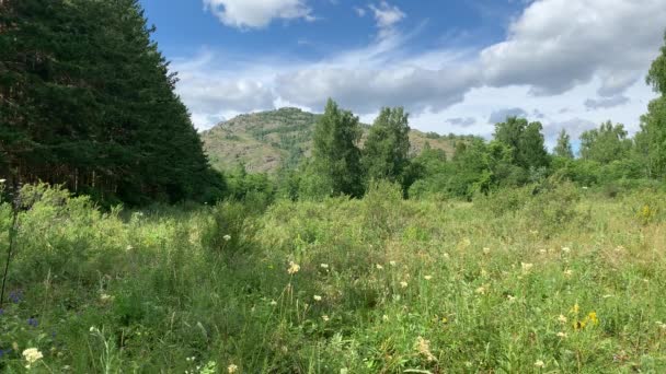 Sommerlandschaft. Schöne verschwommene Hintergrund der bunten Blume. Eine große grüne Wiese mit Bäumen und Bergen im Hintergrund — Stockvideo