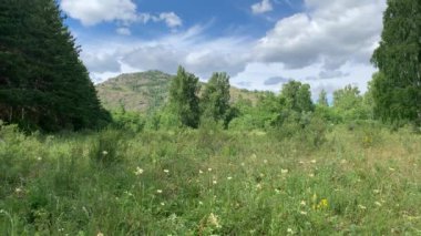 Yaz manzarası. Renkli çiçeğin güzel bulanık arkaplanı. Arkasında ağaçlar ve dağlar olan büyük yeşil bir tarla.