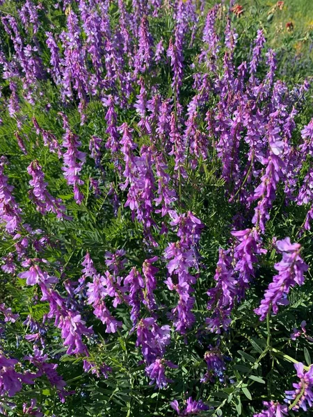 Hermosas flores moradas en el campo. Delphinium. Una flor púrpura en una planta —  Fotos de Stock
