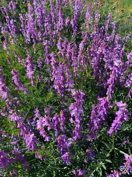 Lindas flores roxas no campo. Delphinium. Uma flor roxa em uma planta — Fotografia de Stock