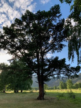 Ormandaki güzel ağaç