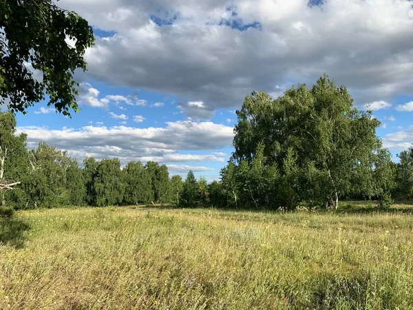 背景に木のある大きな緑のフィールド。青空 — ストック写真