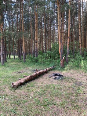 Güzel bir çam ormanında, yazın bir ormanda bir ağaç.