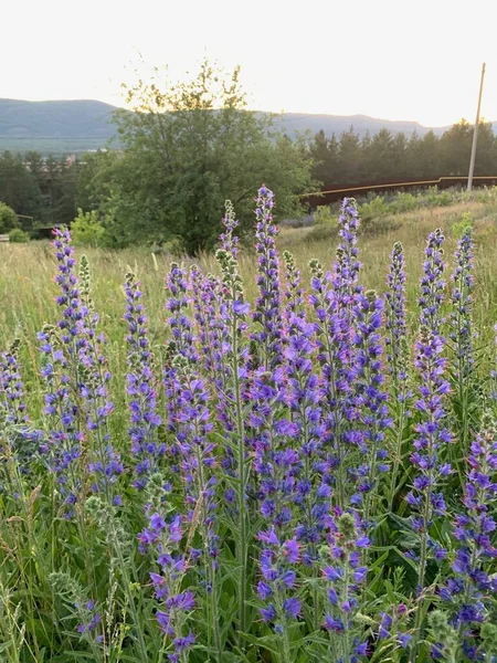 Hermosas flores moradas en el campo. Delphinium. Una flor púrpura en una planta — Foto de Stock