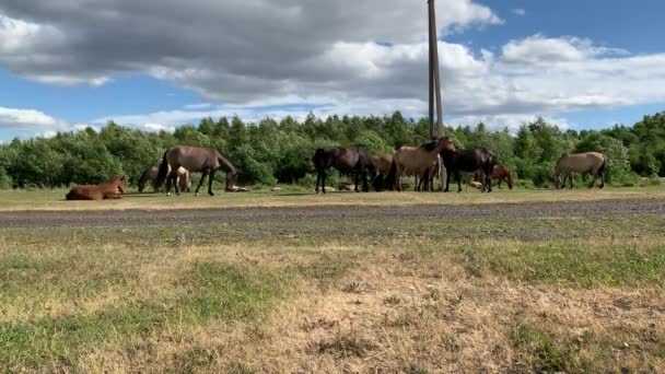 Horas en el prado con hierba verde — Vídeo de stock