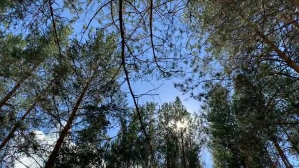 Cime di alberi ondeggianti nel vento. Primo piano della pineta . — Video Stock