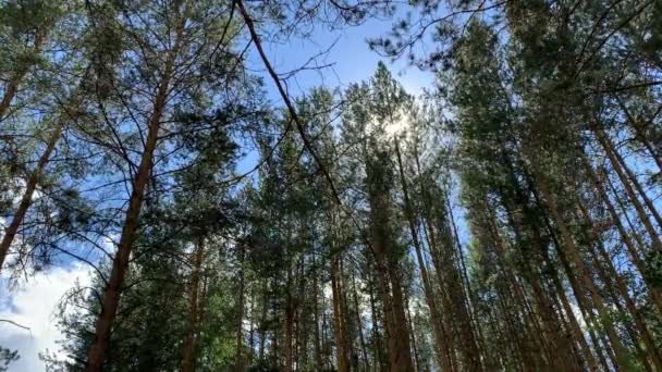Treetops rustle in the forest in the wind. Blue sky. Pine forest — Stock Video