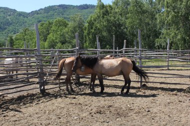 Bir at sürüsü dağların ortasındaki bir ormandaki yeşil bir tarlada otluyor. Bir grup kahverengi ve beyaz at yemyeşil bir arazide otluyor.