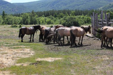 Bir at sürüsü dağların ortasındaki bir ormandaki yeşil bir tarlada otluyor. Bir grup kahverengi ve beyaz at yemyeşil bir arazide otluyor.