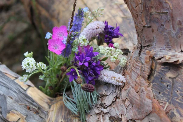 Hermosas flores en una textura de madera. Flores rosas, púrpuras, amarillas. Un primer plano de una flor — Foto de Stock