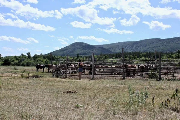 A herd of horses grazes on a green field in a forest in the middle of the mountains. A group of brown and white horse grazing on a lush green field — Stock Photo, Image