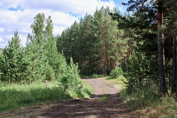 Droga leśna w środku zielonego lasu sosnowego — Zdjęcie stockowe