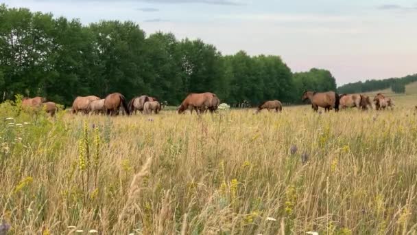 Hermoso paisaje de verano. Caballos pastando en un prado — Vídeo de stock