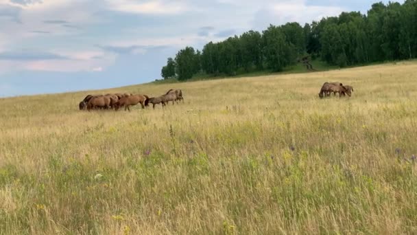 Hermoso paisaje de verano. Caballos pastando en un prado — Vídeo de stock