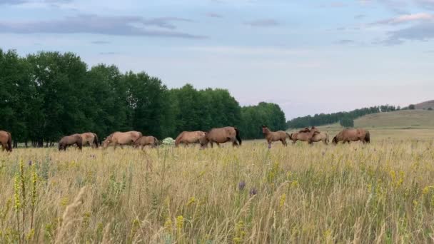 Prachtig zomers landschap. Paarden grazen in een weiland — Stockvideo