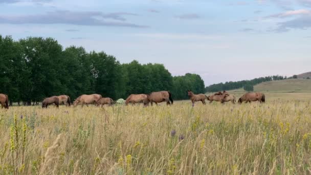 Hermoso paisaje de verano. Caballos pastando en un prado — Vídeo de stock