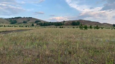 Güzel yaz manzarası. Otlakta otlayan atlar