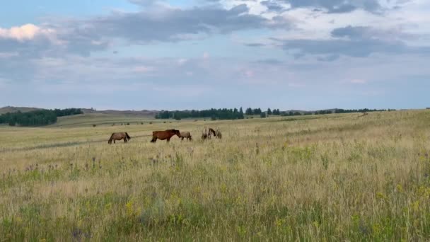 Beautiful summer landscape. Horses grazing in a meadow — Stock Video