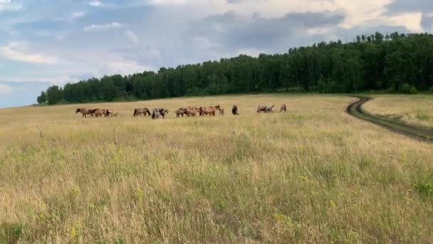 Прекрасний літній пейзаж. Коні пасуться на лузі — стокове відео