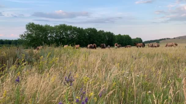 Beautiful summer landscape. Horses grazing in a meadow — Stock Video