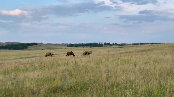 Piękny letni krajobraz. Konie pasące się na łące — Wideo stockowe