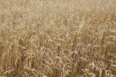 Buğday tarlası. Yoğun buğday dikenleri. Yaz manzarası.