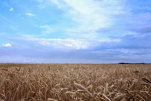 Tarweveld. Zomer landschap met prachtige zomerhemel. — Stockfoto