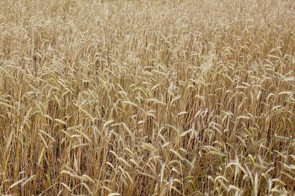 Tarweveld. Zware tarwe pieken. Zomer landschap. — Stockfoto