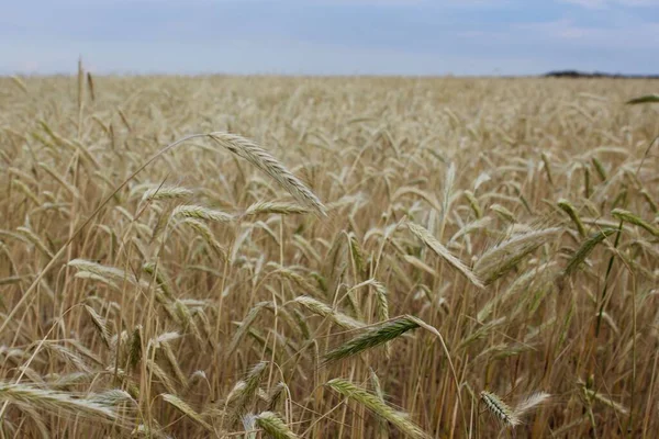 Tarweveld. Zware tarwe pieken. Zomer landschap. — Stockfoto