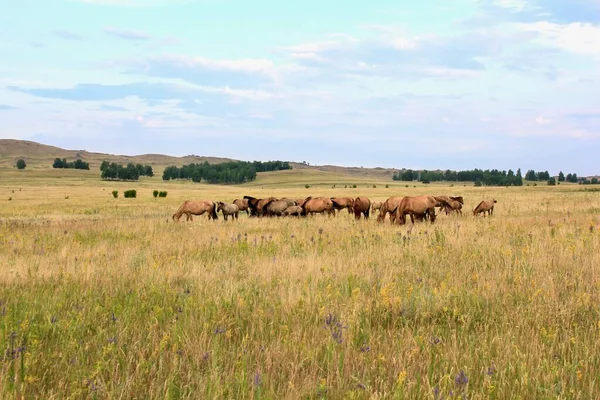 Piękny letni krajobraz. Panoramiczny widok na góry lasów i pól. Stado koni. Piękne niebo. — Zdjęcie stockowe