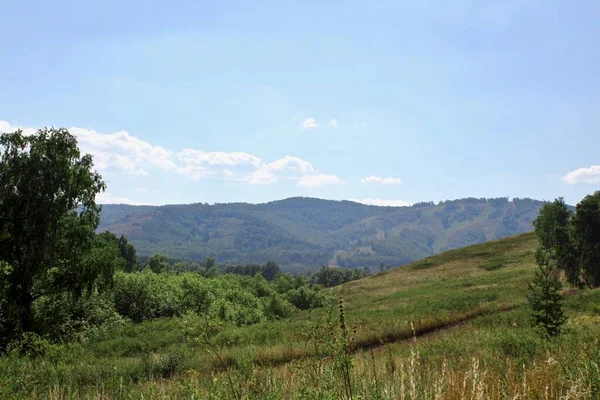 Paisagem panorâmica de verão com prados de campos e montanhas. Um grande campo verde com árvores no fundo — Fotografia de Stock