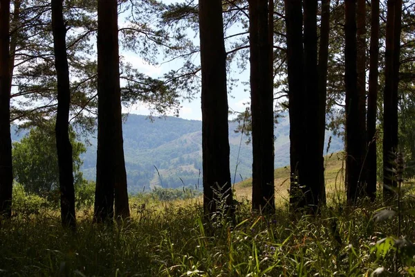 Panoramiczny widok na góry przez las sosnowy — Zdjęcie stockowe