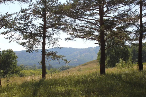 Paysage panoramique estival avec prairies de champs et de montagnes. Un grand champ vert avec des arbres en arrière-plan — Photo