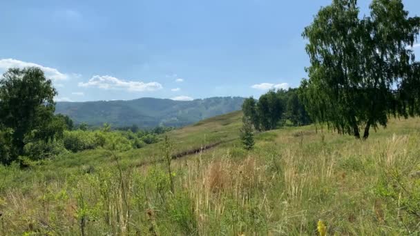 夏天的全景景观,草地上有田野和山峦.一片绿油油的大田野，后边有树 — 图库视频影像