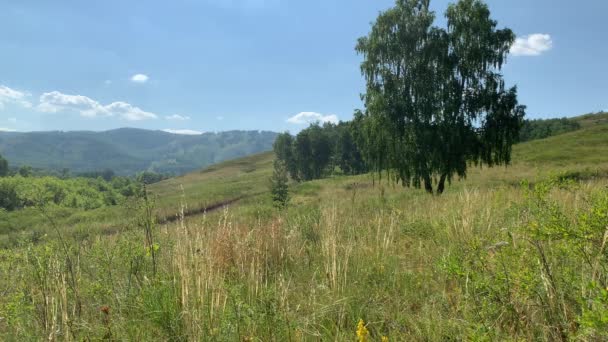 Sommar panorama landskap med ängar av fält och berg. Ett stort grönt fält med träd i bakgrunden — Stockvideo
