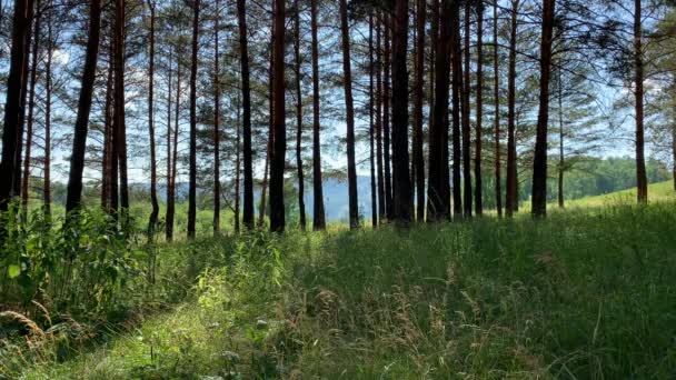 Çam ormanındaki ağaçlar ve panoramik dağ manzarası — Stok video
