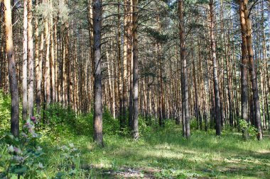 Ormanda bir çam ağacı