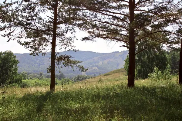 Sommar panorama landskap med ängar av fält och berg. Ett stort grönt fält med träd i bakgrunden — Stockfoto