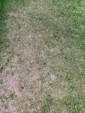 Dağınık, dağınık, solgun, kötü çimenler.