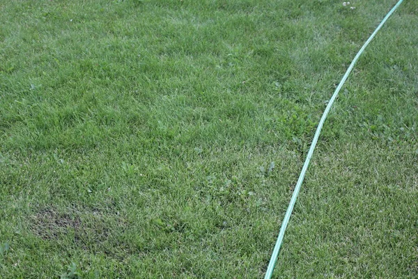 Hermoso césped de hierba verde bien cuidado con una manguera de riego — Foto de Stock