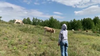 Kız ineği okşuyor. İnekler dağ çayırlarında otlar. Dağdan yaz manzarasına kadar çok güzel bir panoramik manzara. Dağlar, dağ gölü, ormanlar, tarlalar. Üst Manzara. Rusya 'da bir yerde..