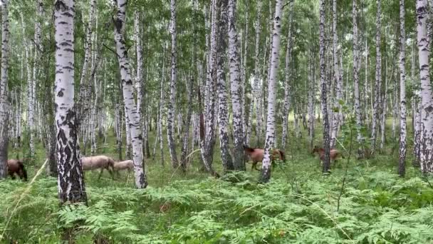 一群马在树林中间的桦树林中奔跑. — 图库视频影像