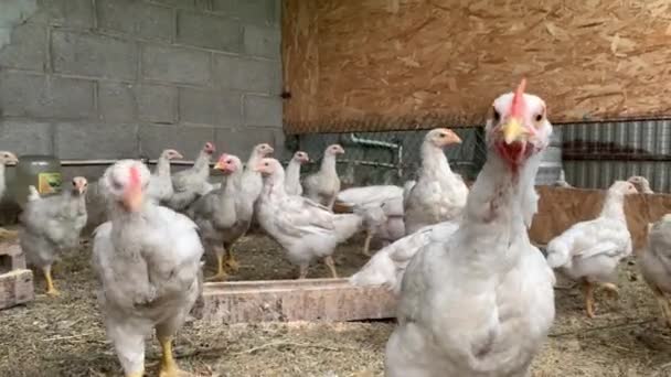 Kippen in het kippenhok Industriële kip voor de eierproductie — Stockvideo