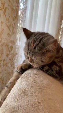 Küçük sevimli kedi yavrusu kaplan yeşili rengini yıkıyor güzel kedi kendini yıkıyor Bengali kedisi.