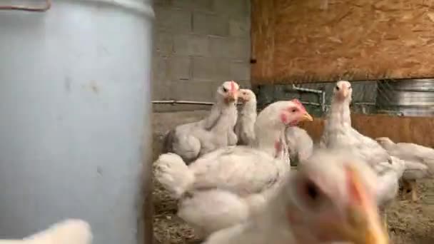 Gallinas blancas en el gallinero Pollo industrial gallina para la producción de huevos — Vídeos de Stock