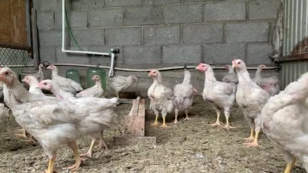 Gallinas en el gallinero Pollo industrial gallina para la producción de huevos — Vídeos de Stock