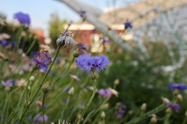 Mor bir kır çiçeği, bir çiçeğin üzerinde