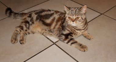 Safkan Bengali ve kaplan renginde güzel İngiliz kedi yavrusu