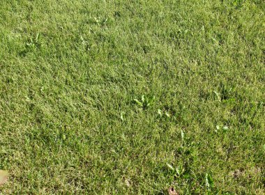 Yeşil, taze manikürlü çimenler. 